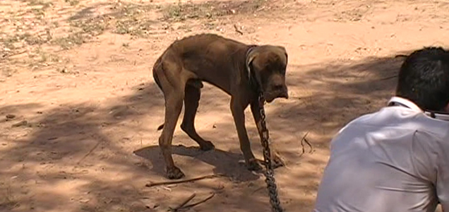 Glenarbon Puppy Farm